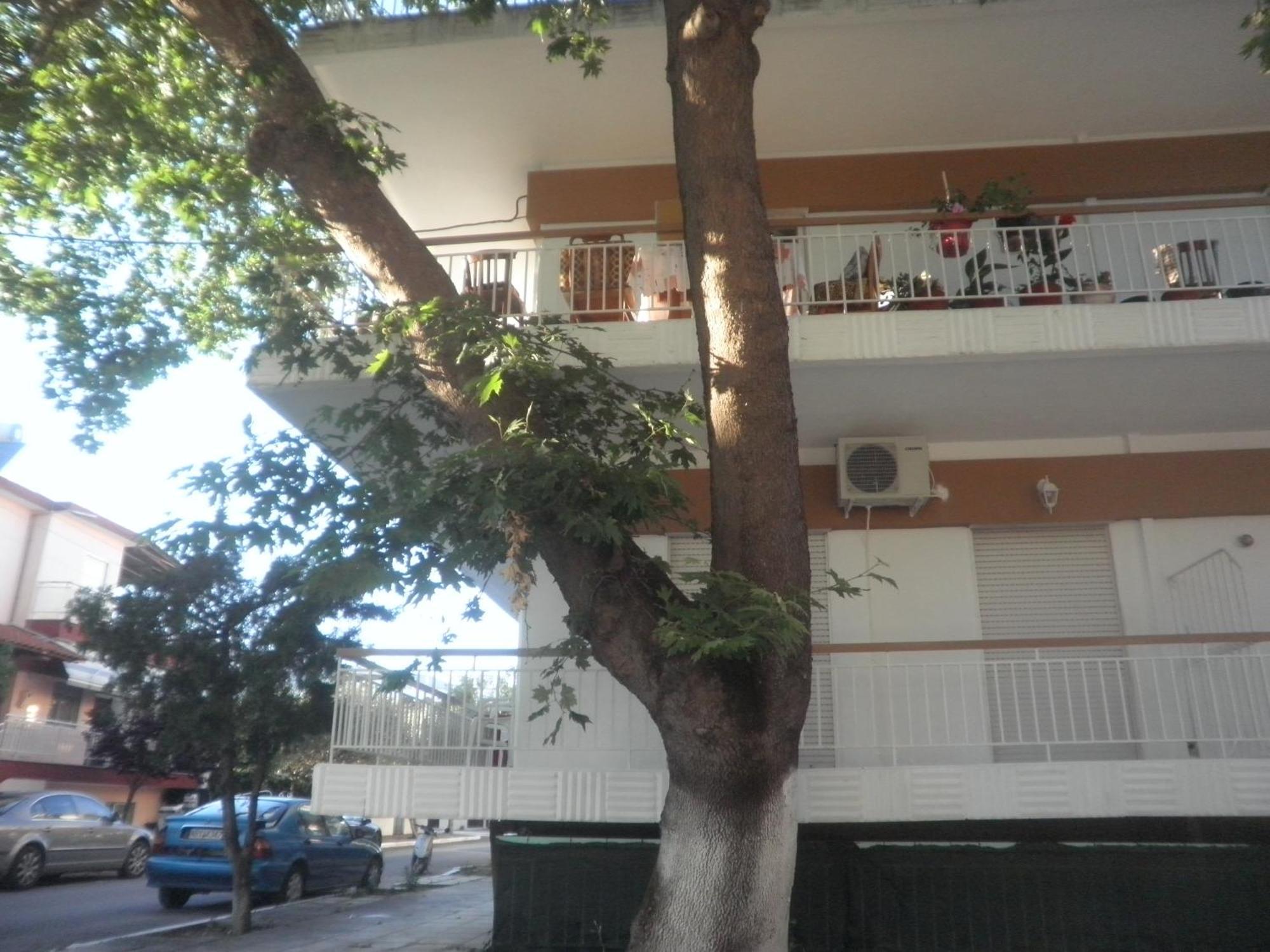 Anesis Pantazis * Asprovalta